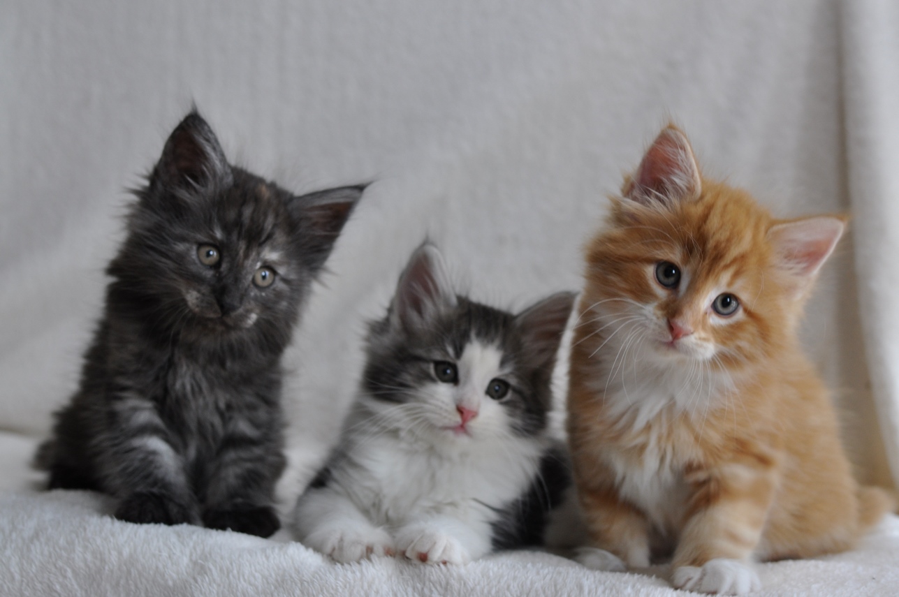 Aktualnie wolne  kocięta 