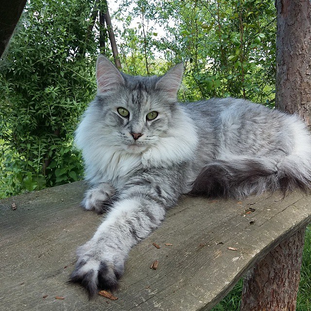 GIC RANI Duszek Lasu*PL