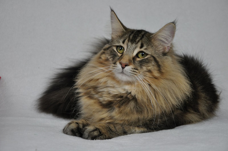 Obama Królowej Maud*PL